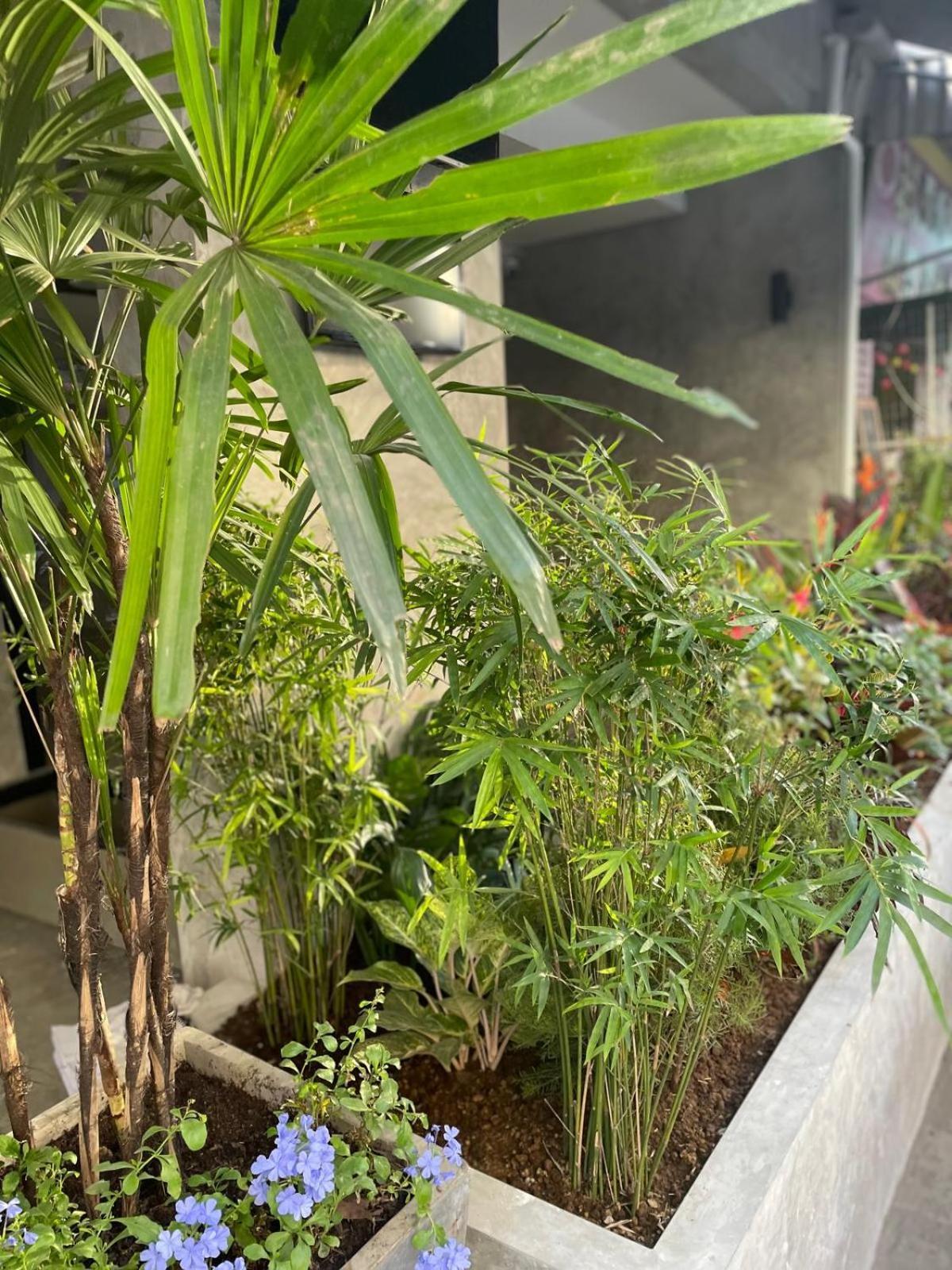 Bh Cozy Paradise Patong Exteriör bild